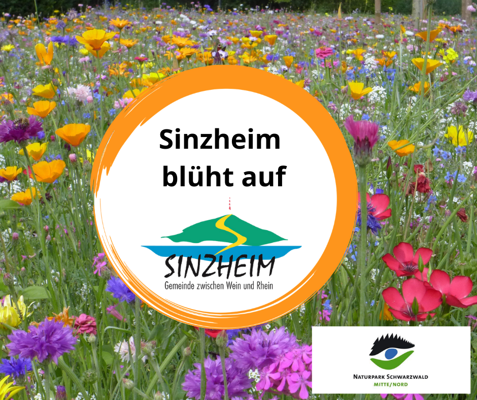 Logo Sinzheim blüht auf