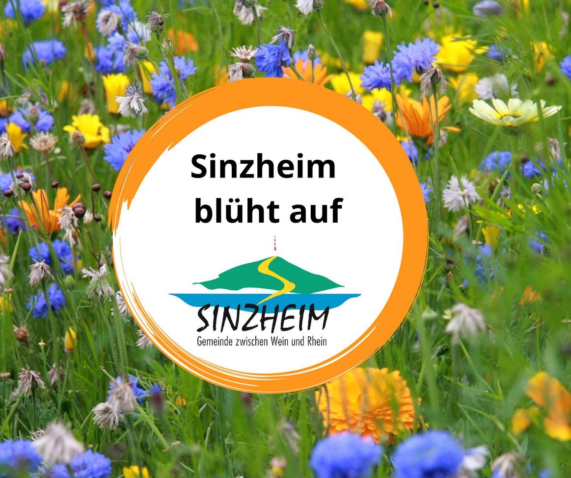Logo Sinzheim blüht auf