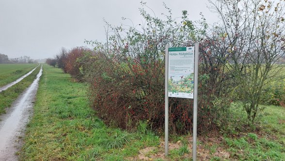 Ausgleichsfäche Heckenfeldgehölze