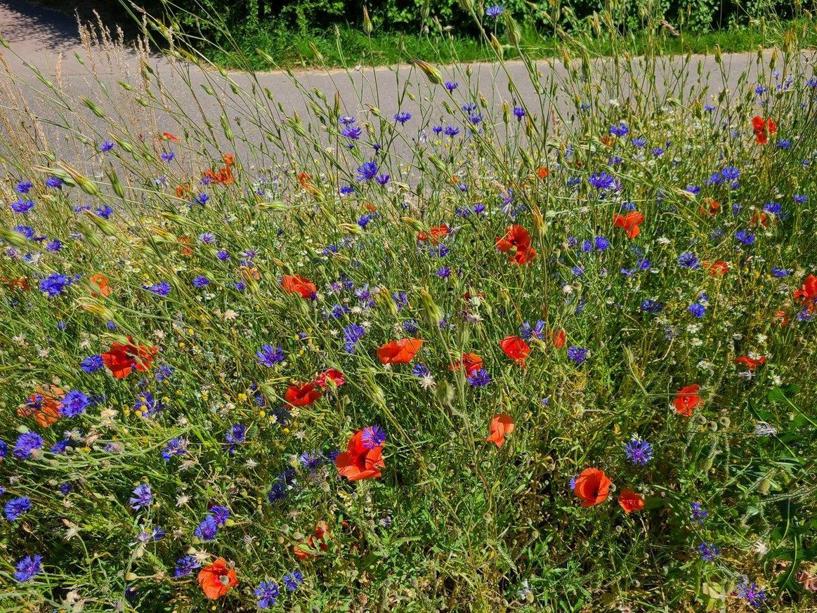 Blühfläche "Natur nah dran"